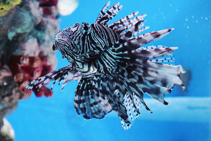 HII delivers first Lionfish SUUVs